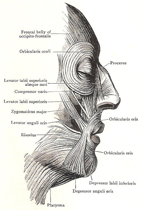 facial musclesx