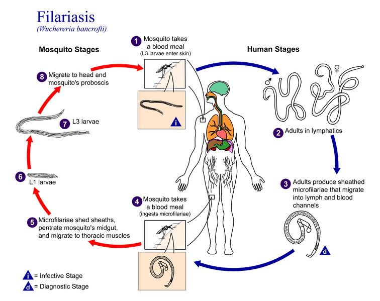 cycle of filariasis