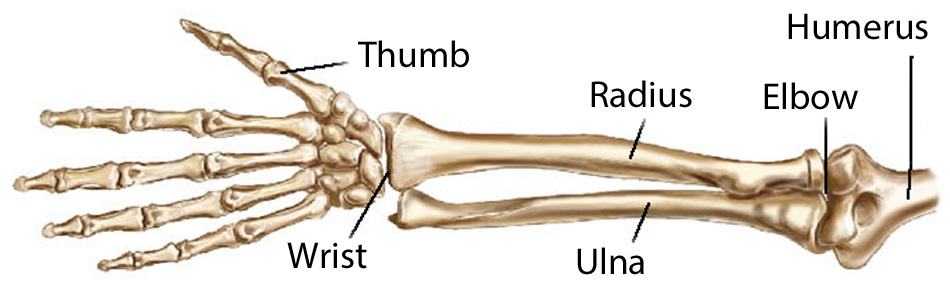 the bones of the forearm, upper arm, and hand
