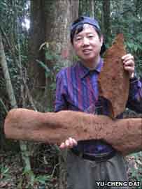 Small fragments have broken off the single giant fungus