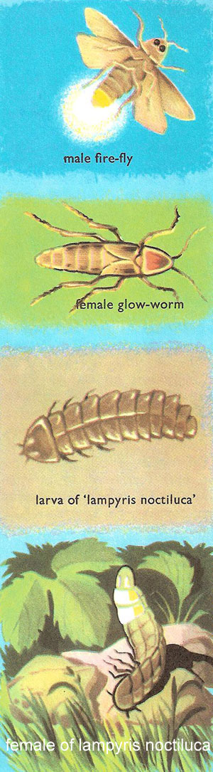 glow-worms and fire-flies