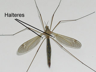 crane fly with halteres labeled