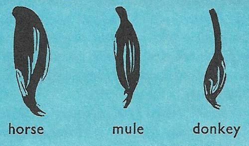 A comparison of the tails of a horse, a mule, and a donkey.