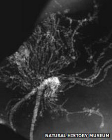 hydroid fossil