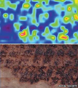 The infrared mapping of 50-million-year-old skin (top) has allowed the team to suggest how the sample was preserved