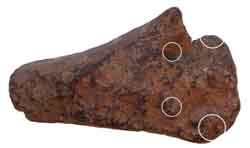 Close inspection identified tooth sockets in the lower tip of the beak - highlighted here with white rings
