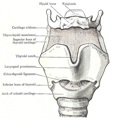 Anterior aspect of cartilages and ligaments of larynx