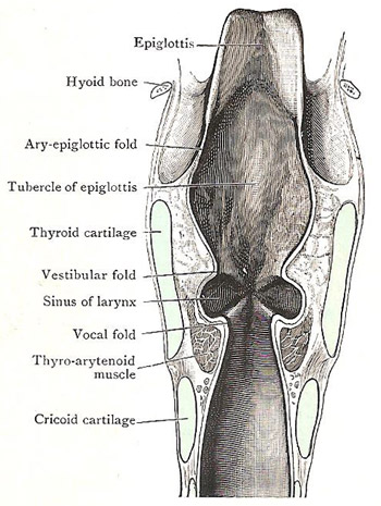 Coronal section through larynx, to show the compartments