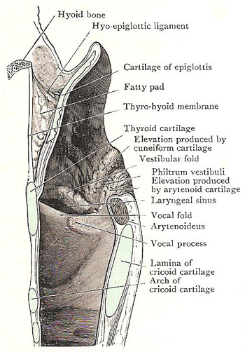 Median section through larynx, to show side wall of its right half