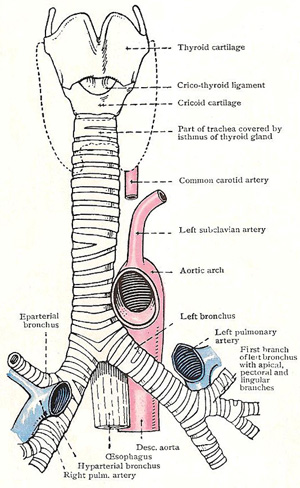larynx, trachea, and bronchi