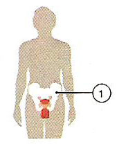 internal and external parts of the male reproductive system