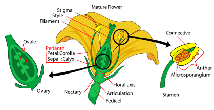 parts of mature flower