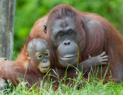 mother orangutan and baby