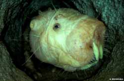 naked mole rat