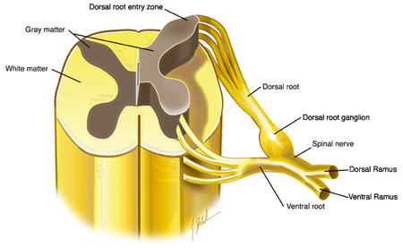 dorsal and ventral roots merge to form the