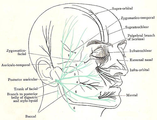 nerves of the face