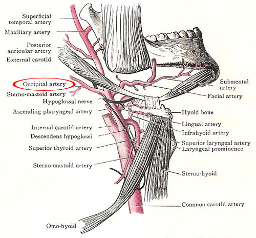 The occipital artery in relation to the external carotid and its branches