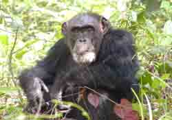 old chimpanzee