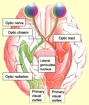section through the brain showing optic chiasm