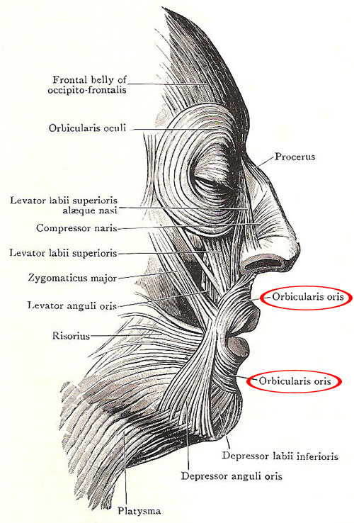 Muscles of the face, including the orbicularis orisk