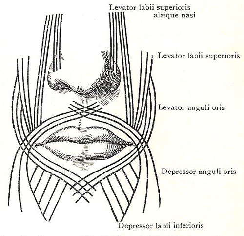 Diagram of the orbicularis oris