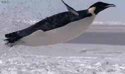 penguin jumping into the sea