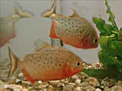piranhas