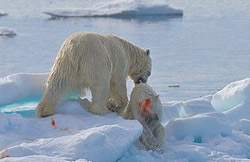 polar bear cannibalism