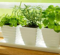potted plants