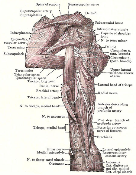 Dissection of back of shoulder and upper arm. The lateral head of the triceps has been divided and turned aside to expose the spiral groove on the humerus for the radial nerve