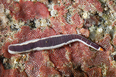 purple ribbon worm