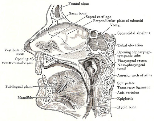 sagittal section through nose, mouth, and pharynx