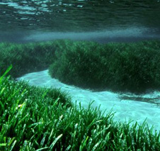 seagrasses