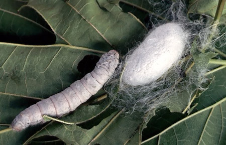 silkworm larva and coccon