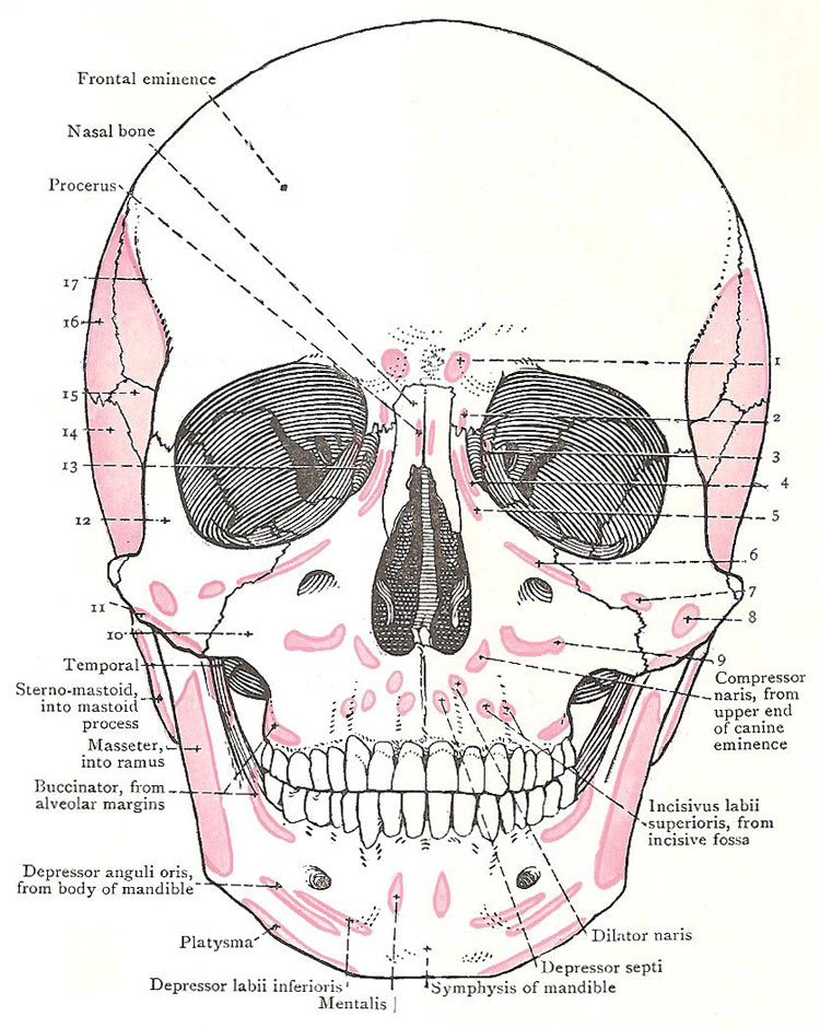 skull muscular attachments, anterior view