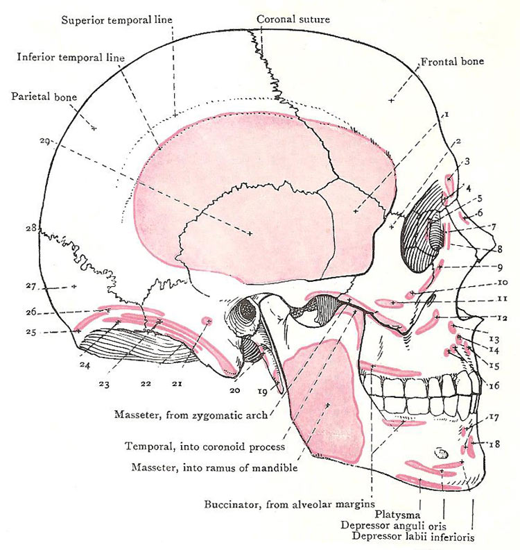skull muscular attachments, lateral view