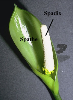 spadix and spathe