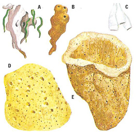 types of sponge