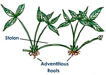 strawberry plant showing stolon and adventitious roots