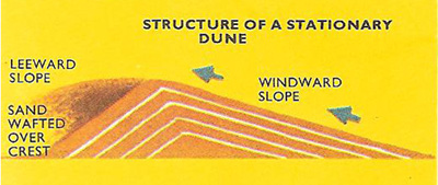 structure of a stationary dune