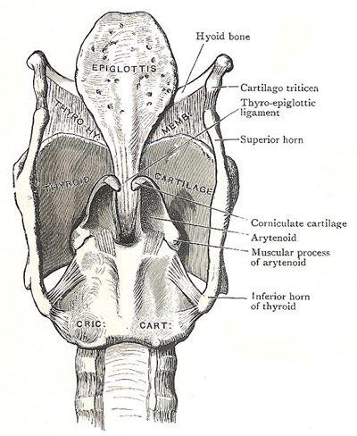 Posterior aspect of cartilages and 
            ligaments of the laryn