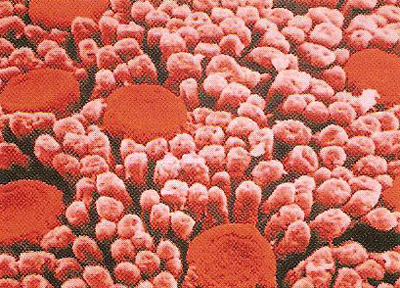 microscopic view of the surface of the tongue