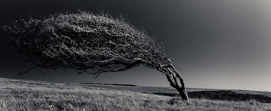 tree bent by the wind