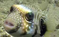 tropical fish