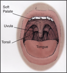 interior of the mouth including uvula