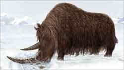 woolly rhinoceros