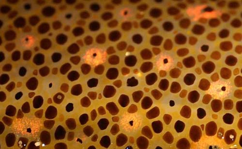 Chromatophores in the skin of a squid.