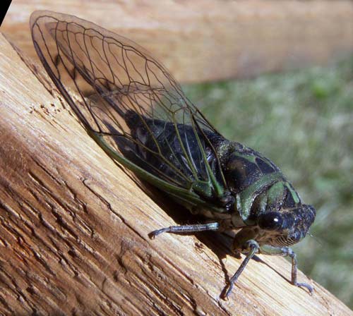 Annual cicada, Neotibicen linnei.
