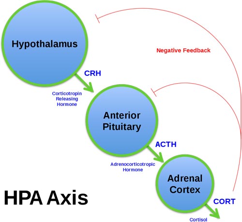 Schematic of the HPA axis (CRH, corticotropin-releasing hormone; ACTH, adrenocorticotropic hormone).