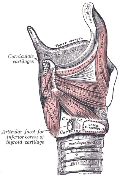 The cricoarytenoid joint is a joint connecting the cricoid cartilage and the arytenoid cartilage, shown here in relation to the muscles of the larynx.